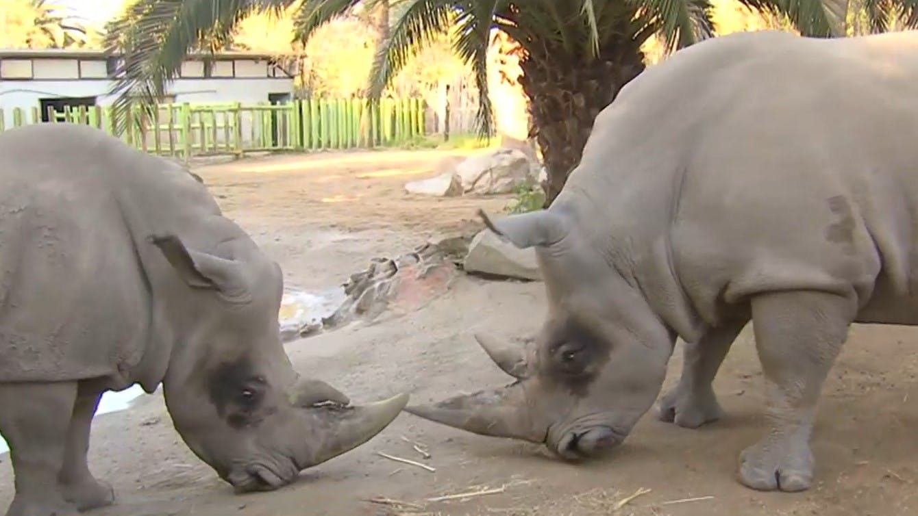 En el día mundial de los animales: Nos encantamos con los rinocerontes del Buin Zoo