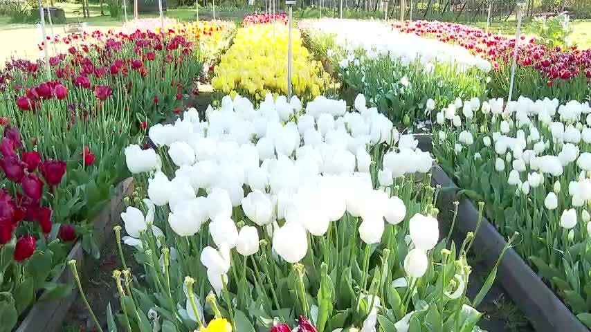 50 mil tulipanes son cultivados en emprendimiento rural