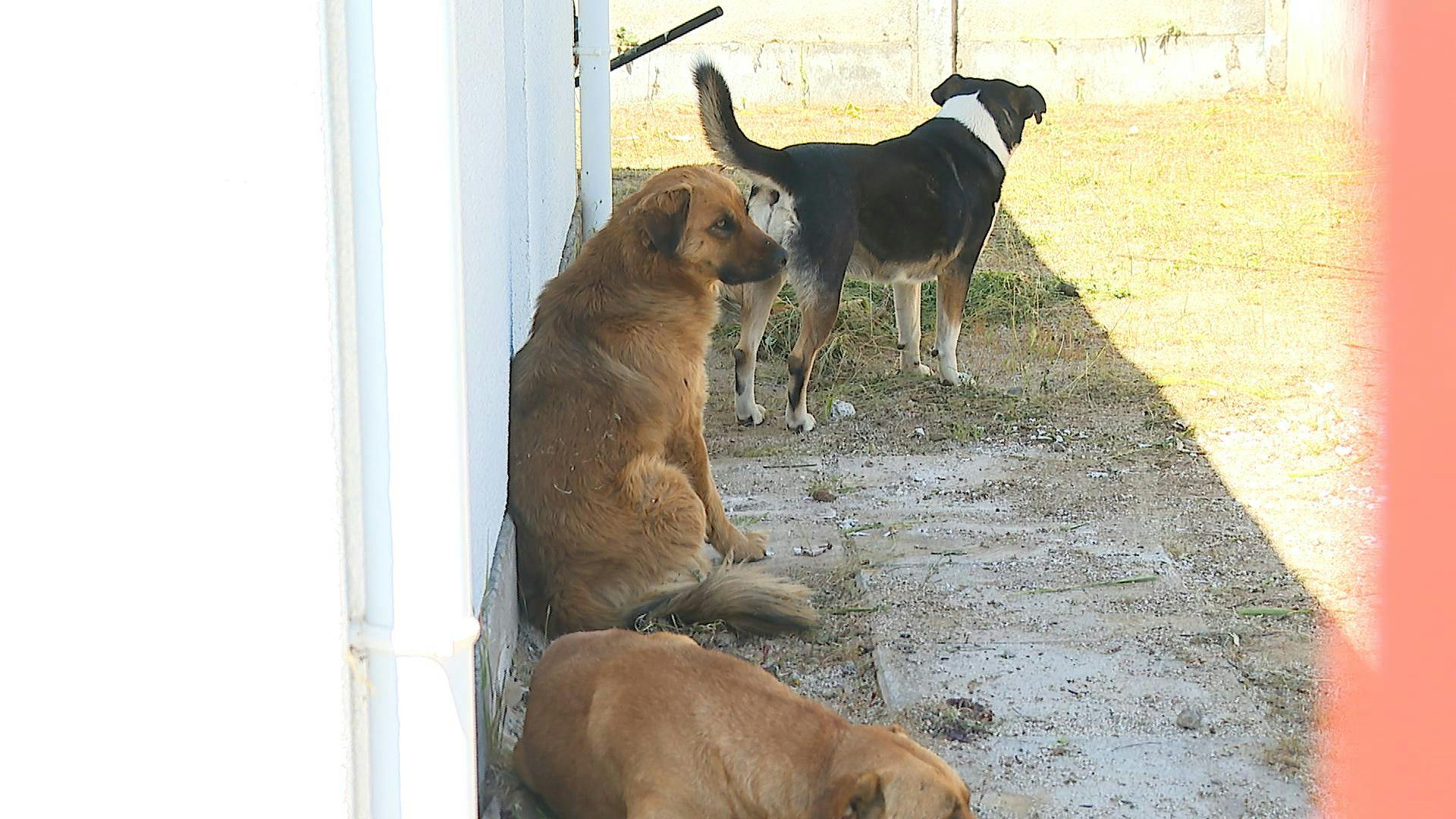 Vecinos de Casablanca denuncian a peligrosa jauría de perros callejeros