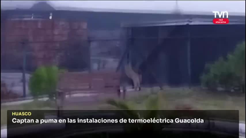 Captan a puma en instalaciones de termoeléctrica Guacolda