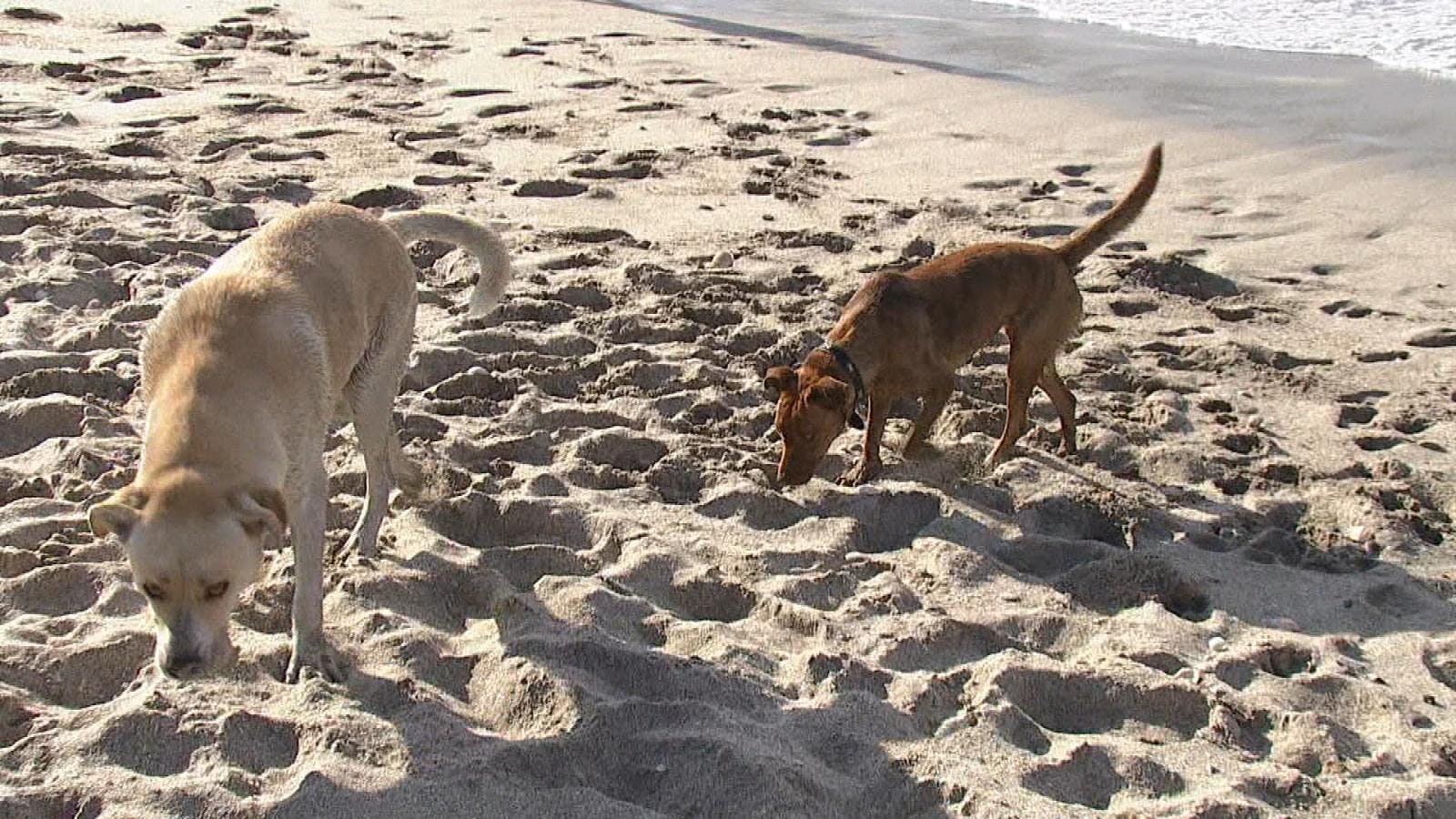 Más de 2800 ataques de perros   