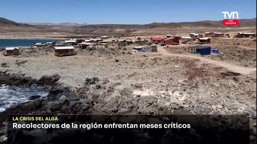 Recolectores de algas en crisis
