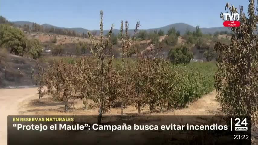“Protejo el Maule”: Campaña busca evitar incendios