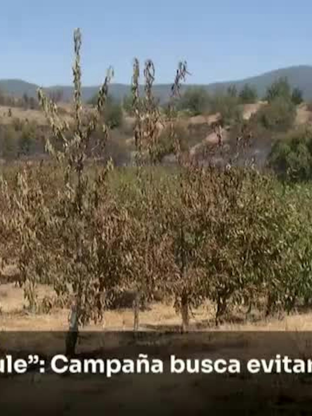“Protejo el Maule”: Campaña busca evitar incendios