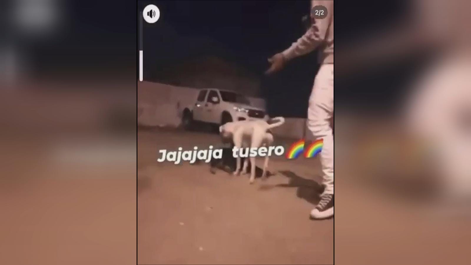Denuncian que sujetos habrían drogado a perros