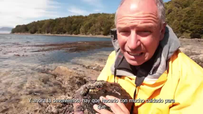 Selva Viva Patagonia en NTV: "Encuentro con ballenas"