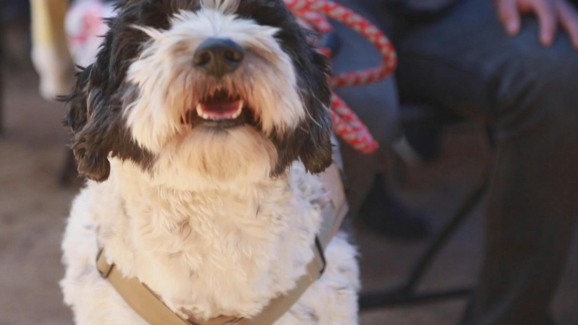 Centro veterinario atenderá a mascotas de los vecinos de Limache de manera gratuita
