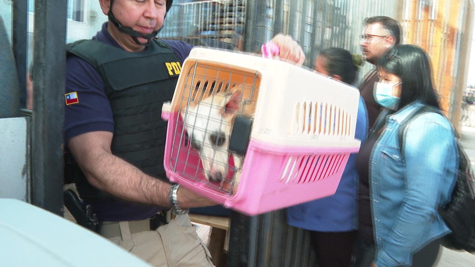 30 denuncias por maltrato animal han recibido la PDI este año