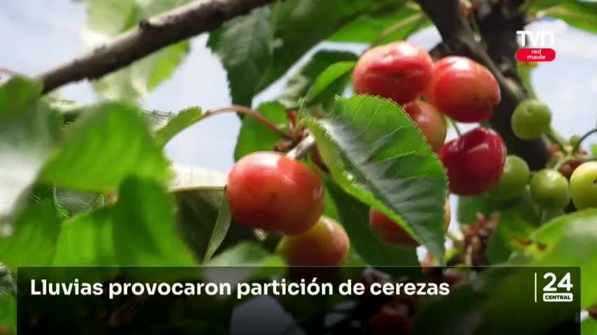 Efectos de las lluvias primaverales en la agricultura