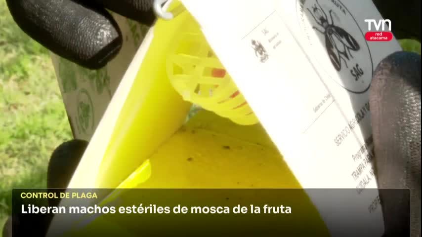 MOSCOS ESTÉRILES