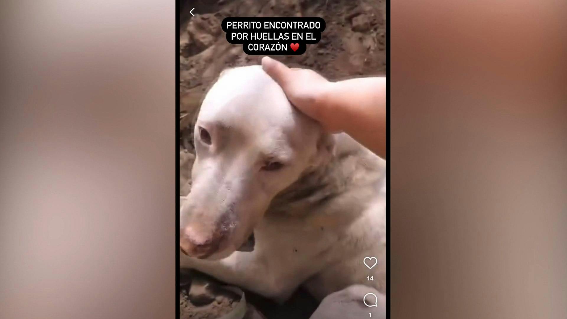 Anuncian acciones legales tras violenta agresión animal en Nogales