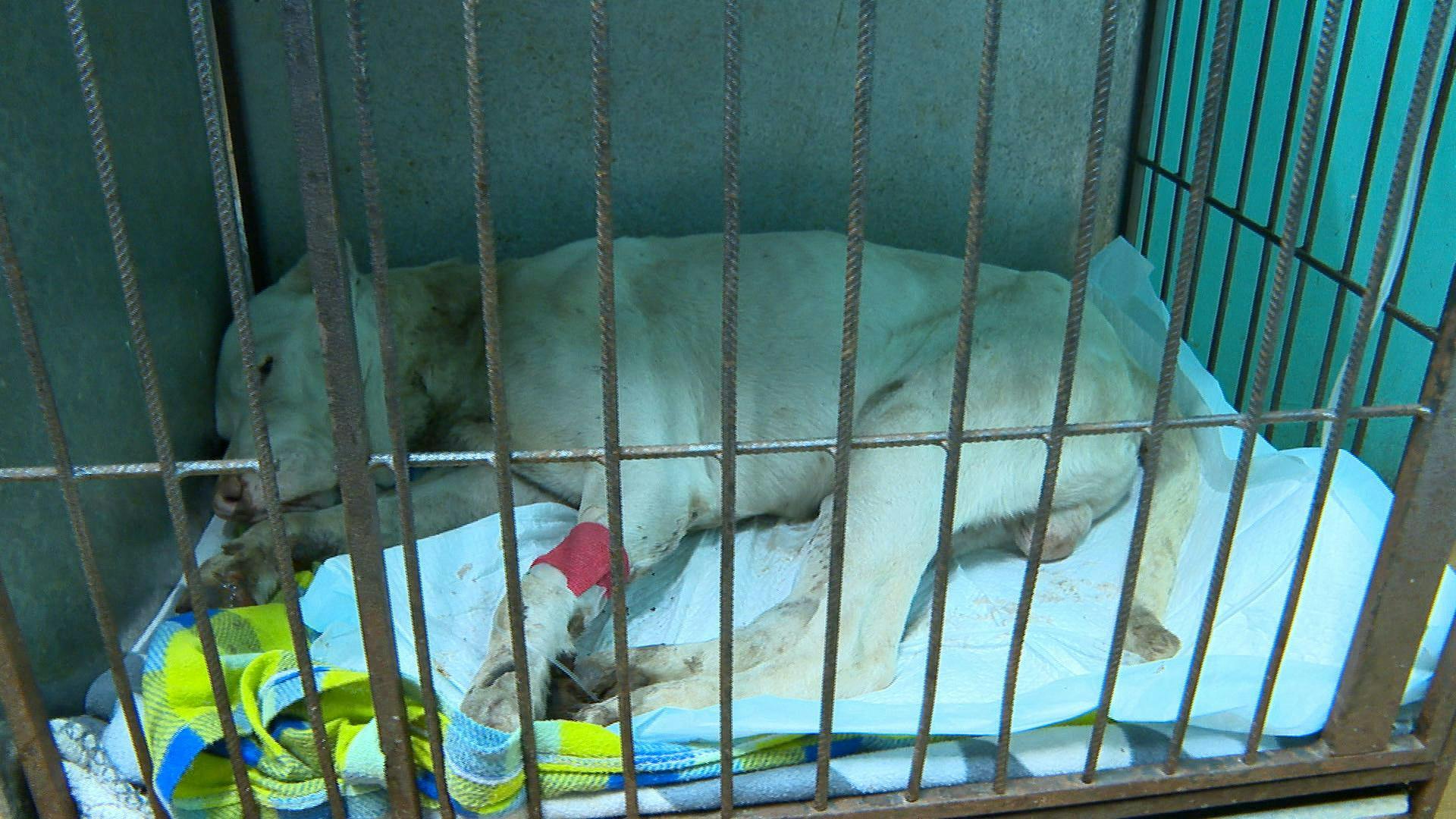 Perrito agredido en Nogales ahora busca un hogar