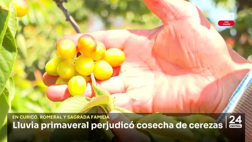 Lluvia primaveral perjudicó cosecha de cerezas