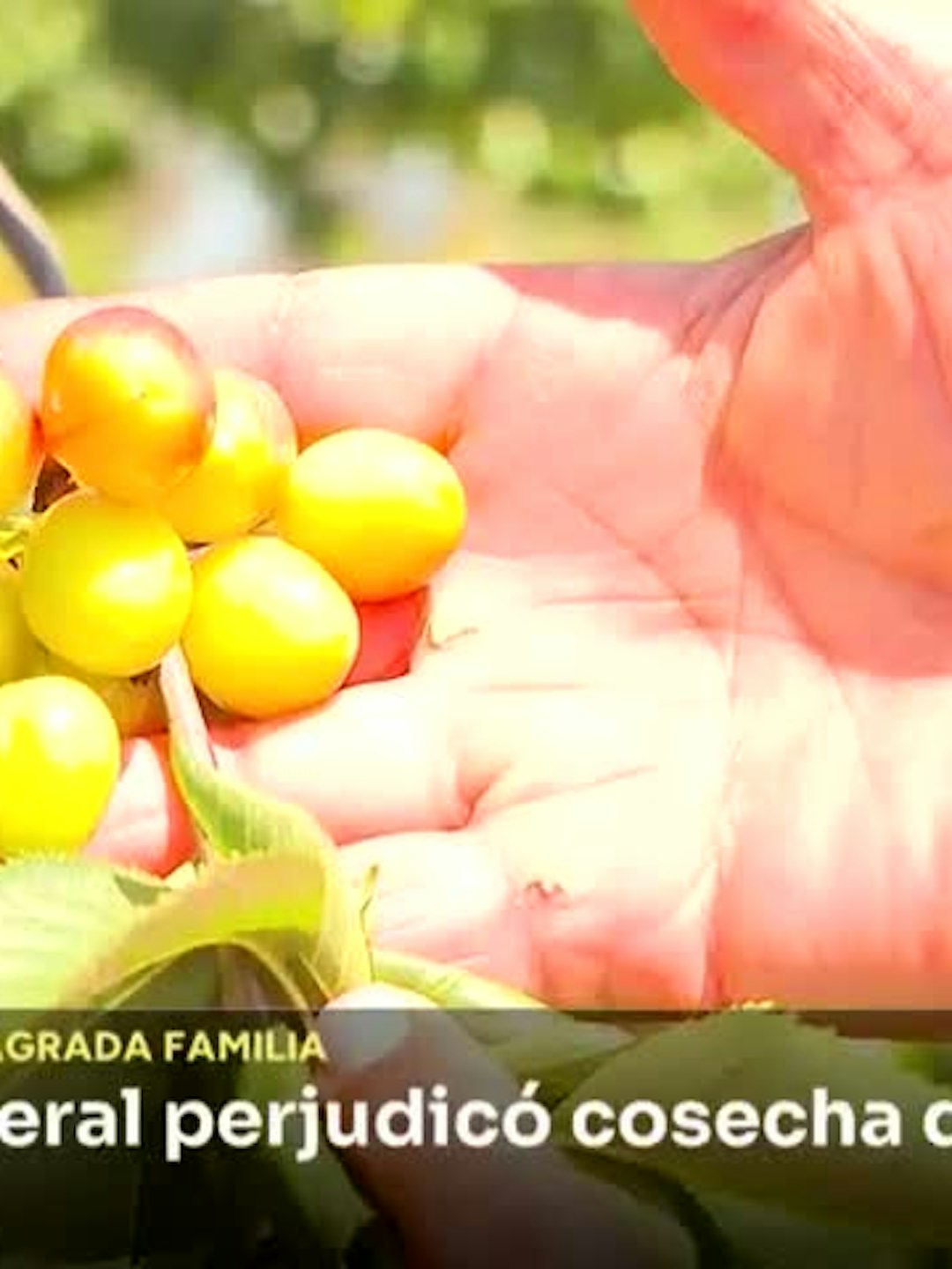 Lluvia primaveral perjudicó cosecha de cerezas