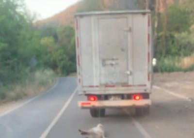 Caso de maltrato animal aún conmueve en La Calera: hombre arrastró a un perro con un camión