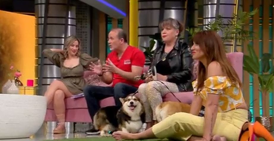 Obesidad canina: ¿Qué problemas trae en la vejez?