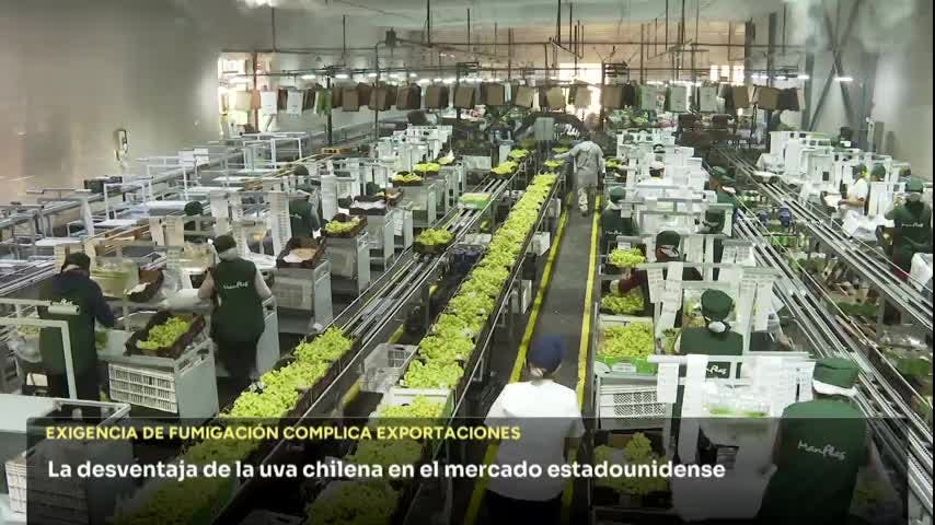 EXPORTACIONES DE UVA