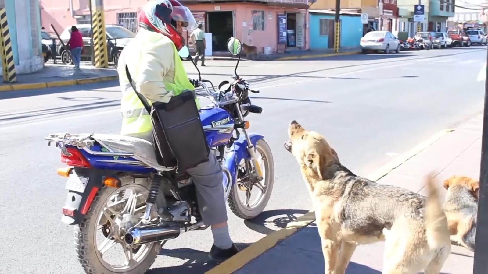 Casi 3 mil mordeduras de perros se han registrado en la región solo durante este año