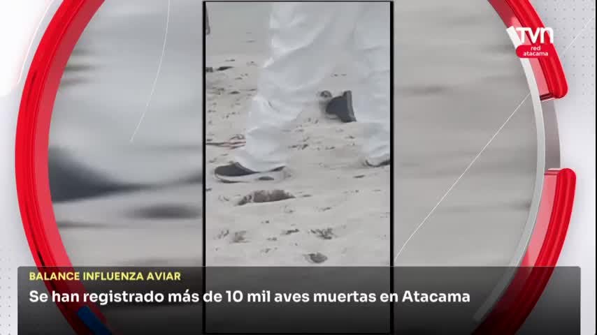 Más de 10 mil aves muertas