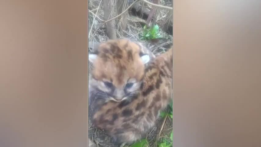 Refuerzan patrullajes de Seguridad Ciudadana tras avistamiento de puma en cerro Manquimávida