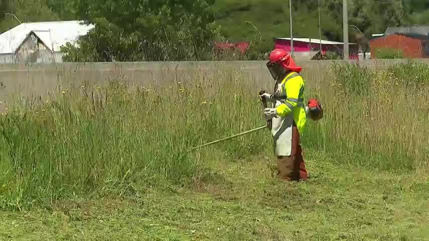 Avanza trabajo de cortafuegos en el Biobío