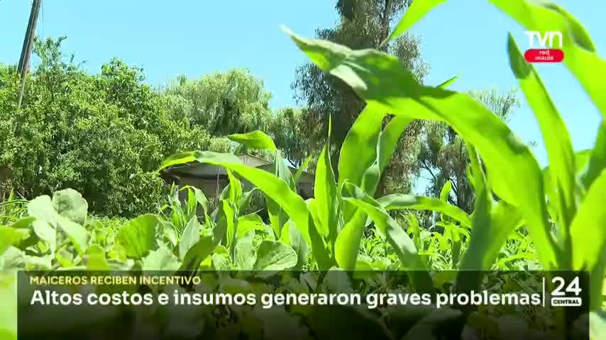 Lanzan programa para maiceros