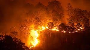 Conaf coordina prevención de incendios forestales con distintas instituciones