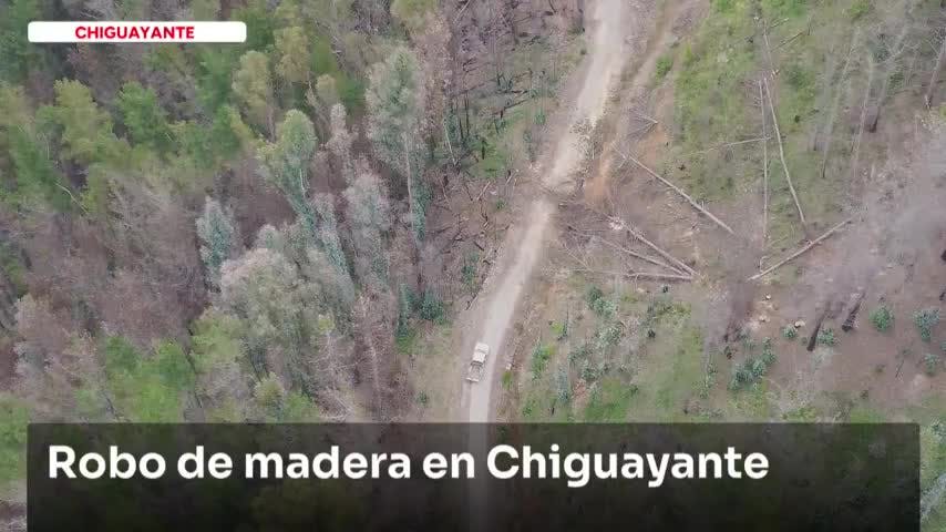 Robo de madera en Chiguayante