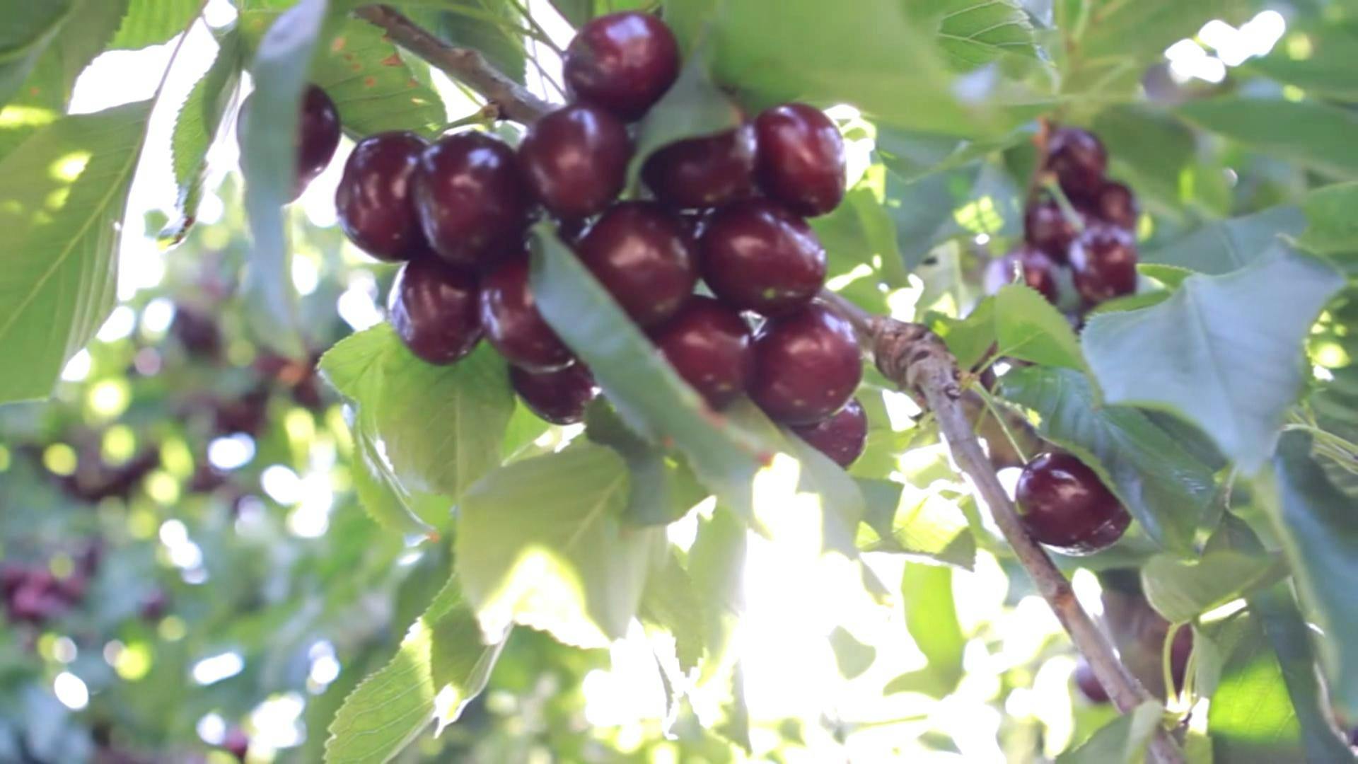 Cerezas son las protagonistas de las exportaciones chilenas esta temporada