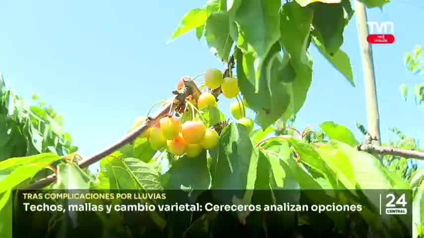 Techos, mallas y cambio varietal: Cereceros analizan opciones