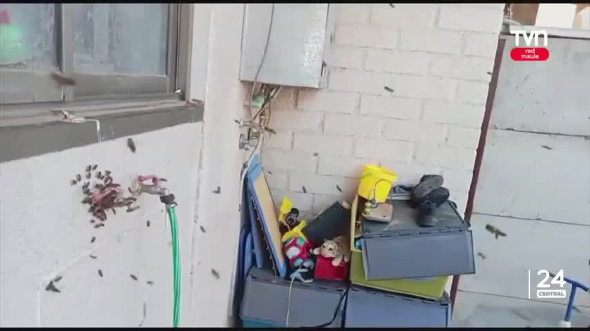 Miles de abejas invadieron casa en Talca