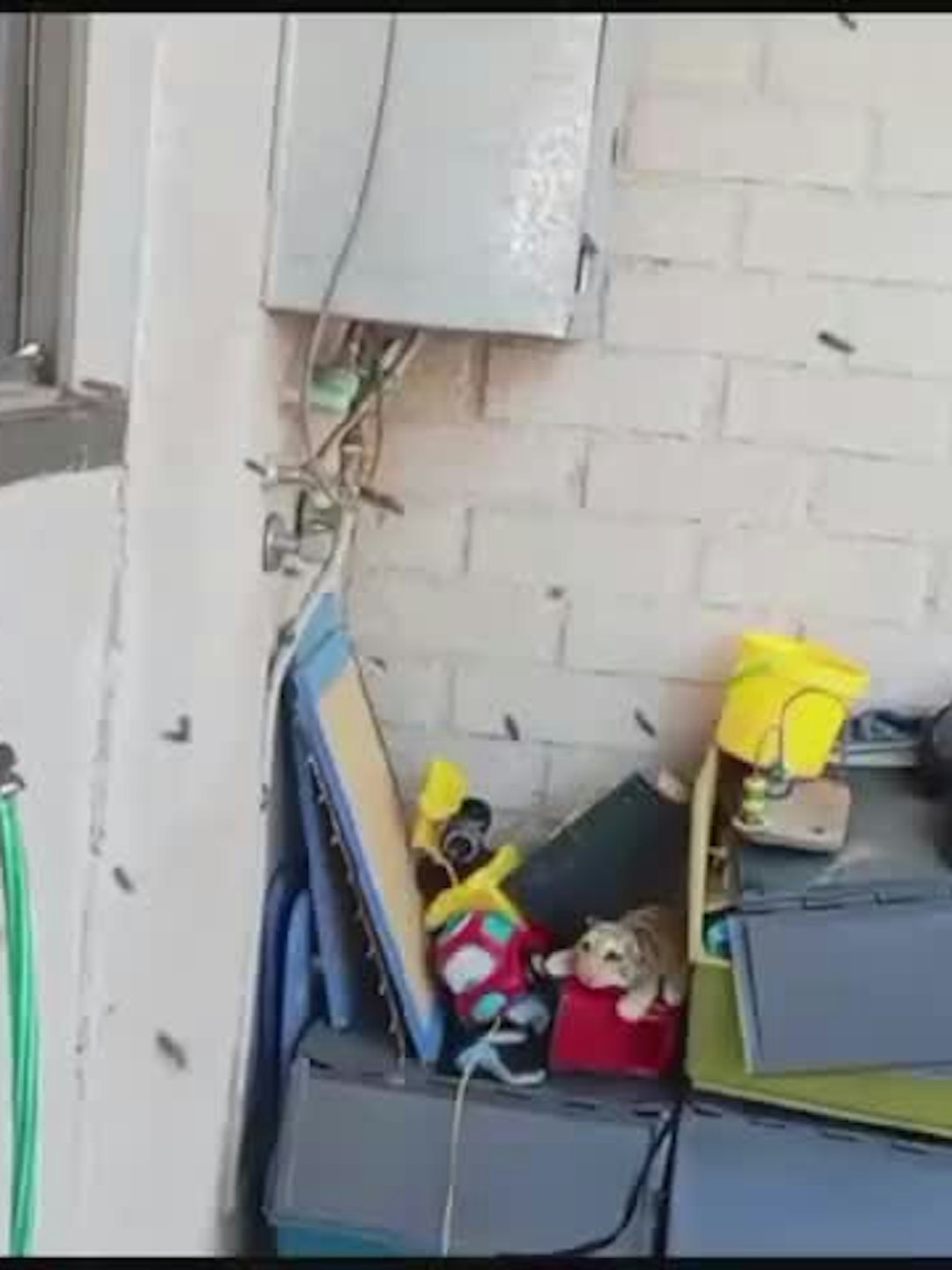Miles de abejas invadieron casa en Talca