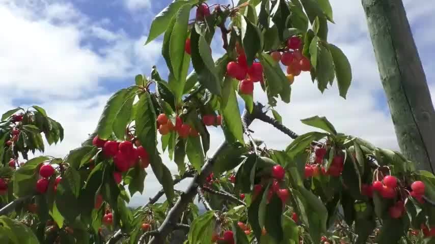 En Quillón inician rescate la cereza Corazón de Paloma