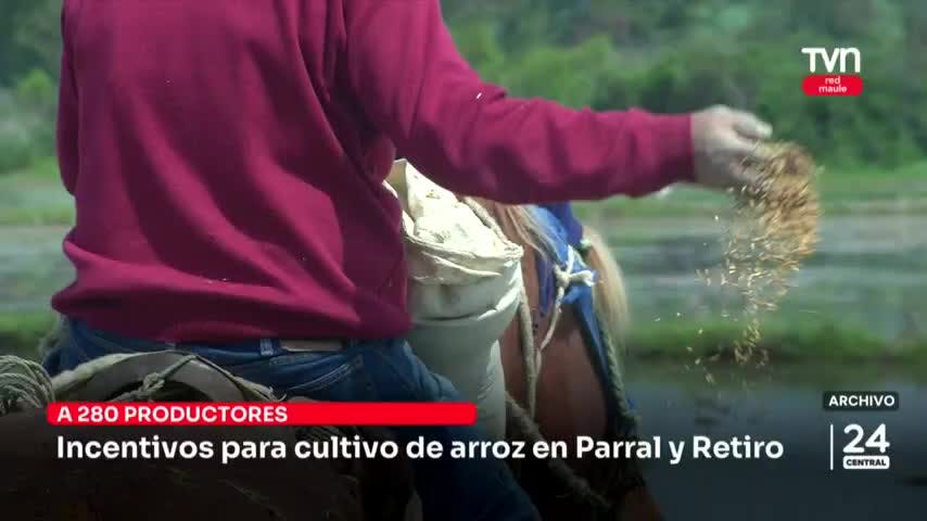 Entregan incentivos para cultivo de arroz en Parral y Retiro