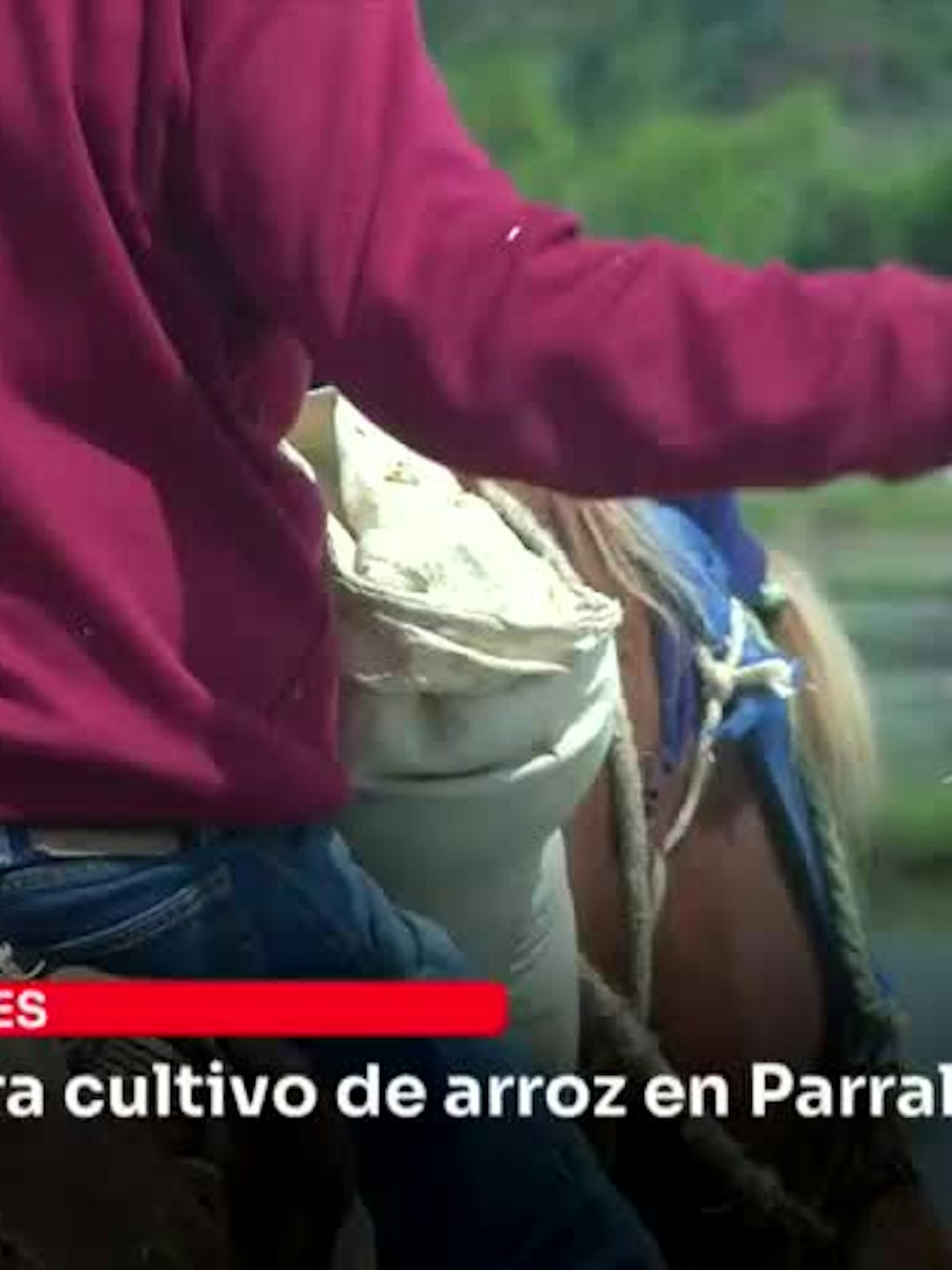 Entregan incentivos para cultivo de arroz en Parral y Retiro