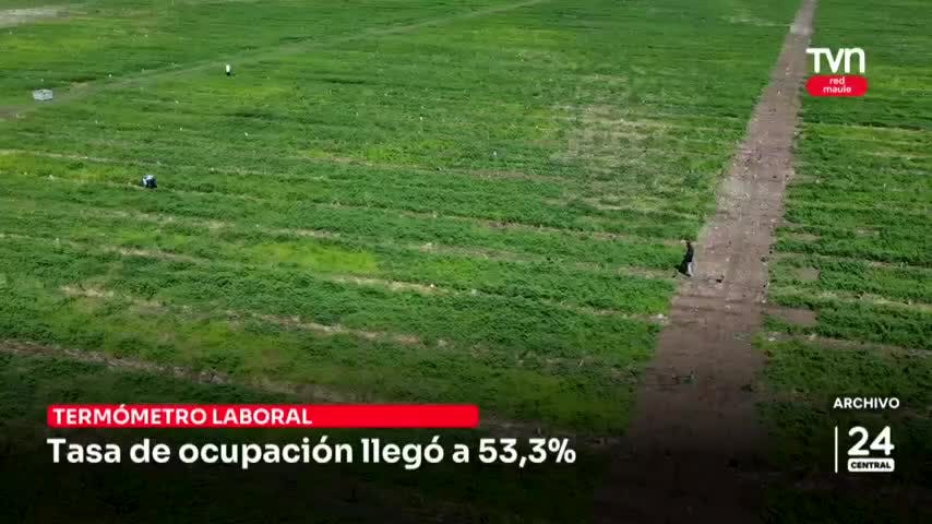 Tasa de ocupación llegó a 53,3%
