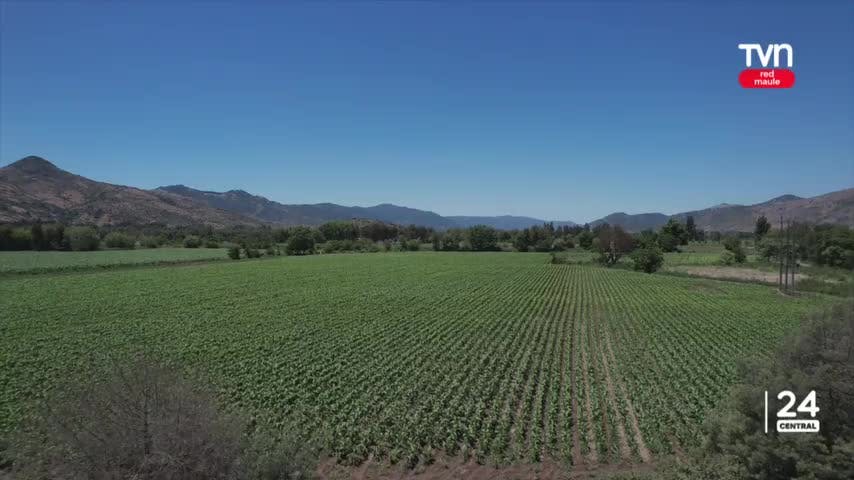Seremi de Agricultura sería nombrado en los próximos días
