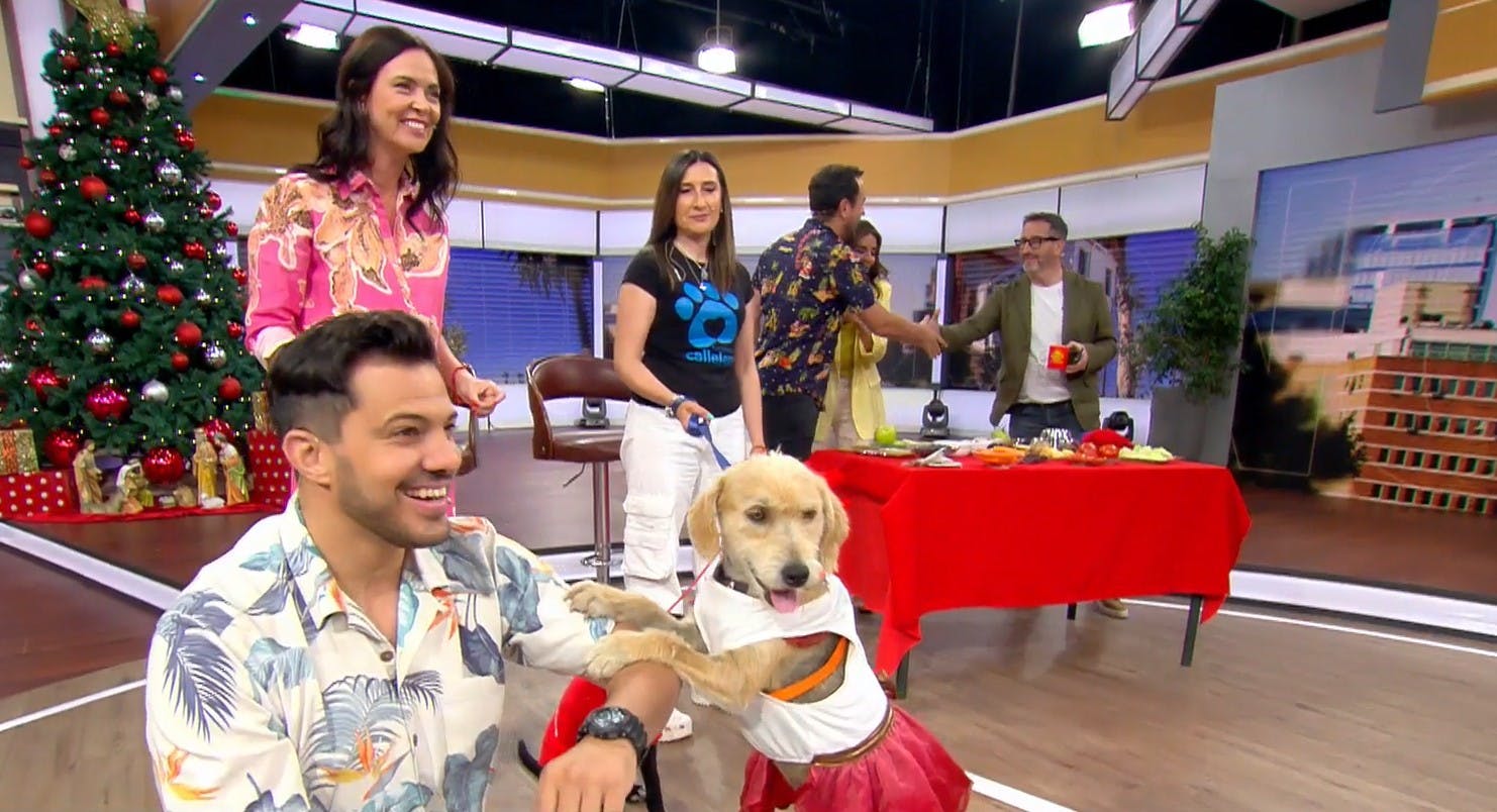 ¿Qué pueden comer los perritos en la cena de Navidad?