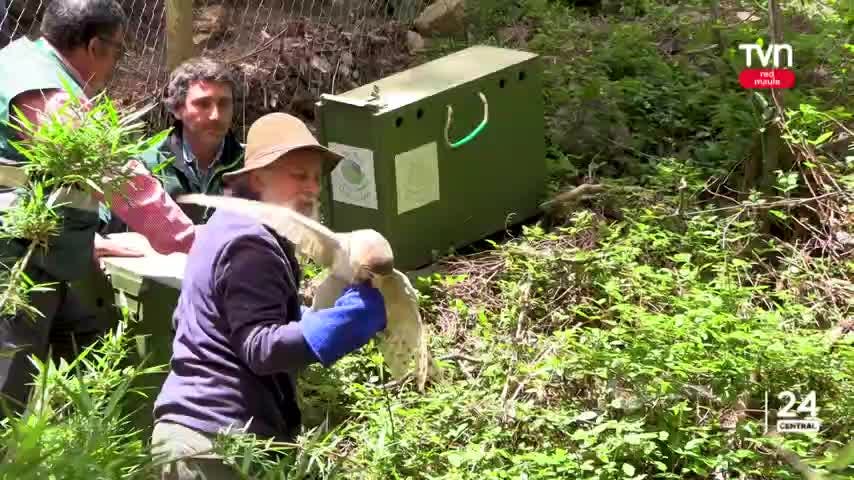 Crean espacio para readaptar a fauna silvestre dañada 