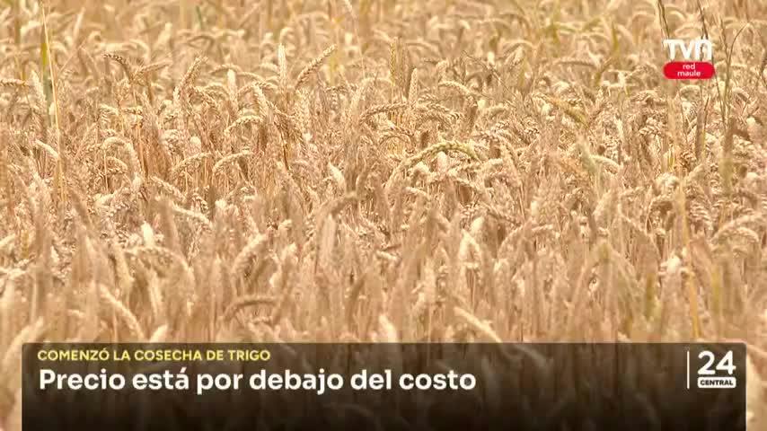 Bajo precio del trigo complica a productores