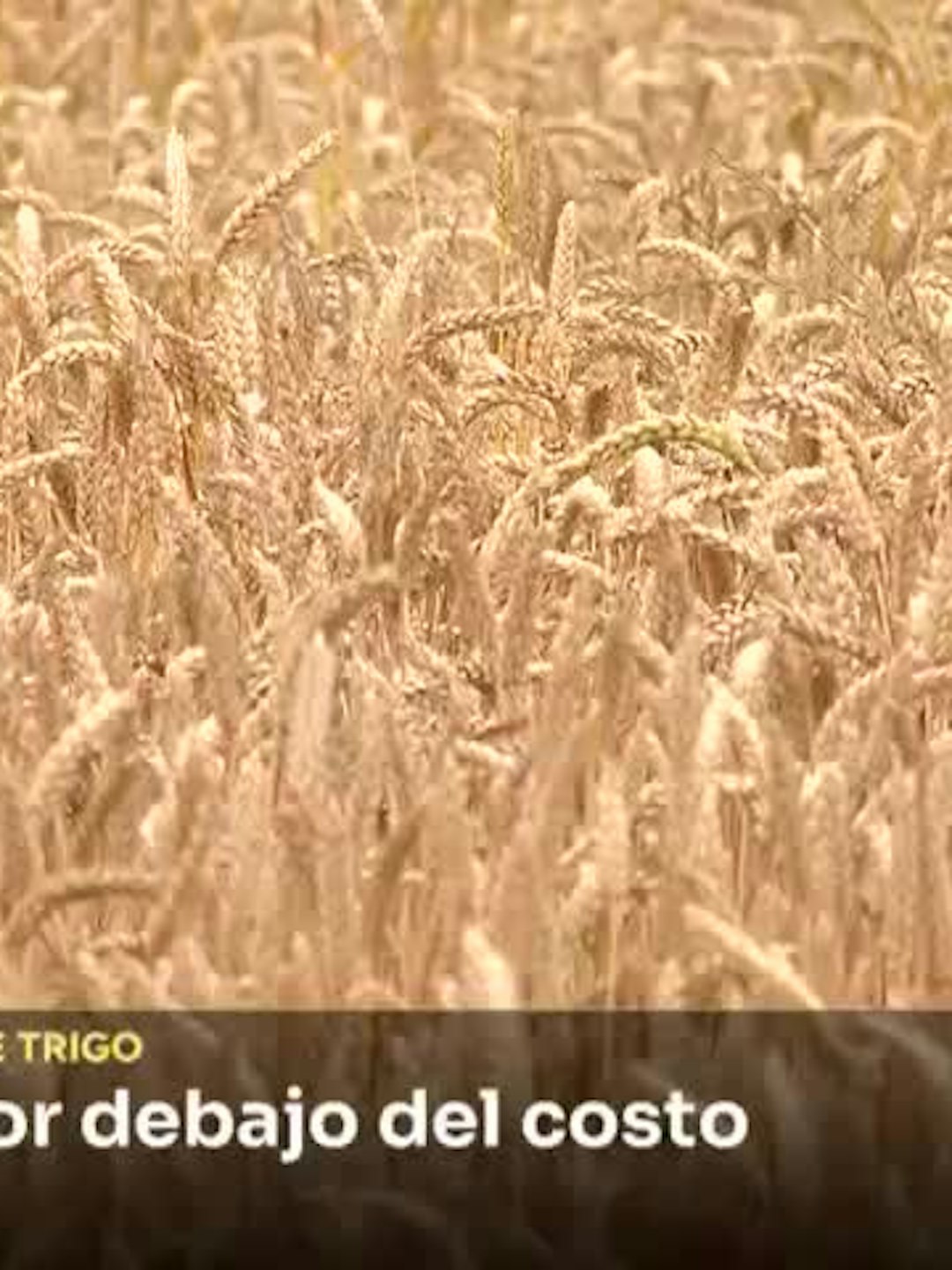 Bajo precio del trigo complica a productores
