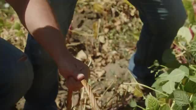 Hacedor de Hambre Patrimonial: Los Porotos