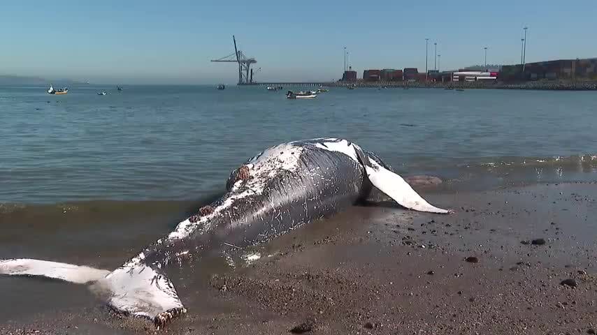 Investigan gripe aviar como causa de muerte de ballena varada en Cerro Verde
