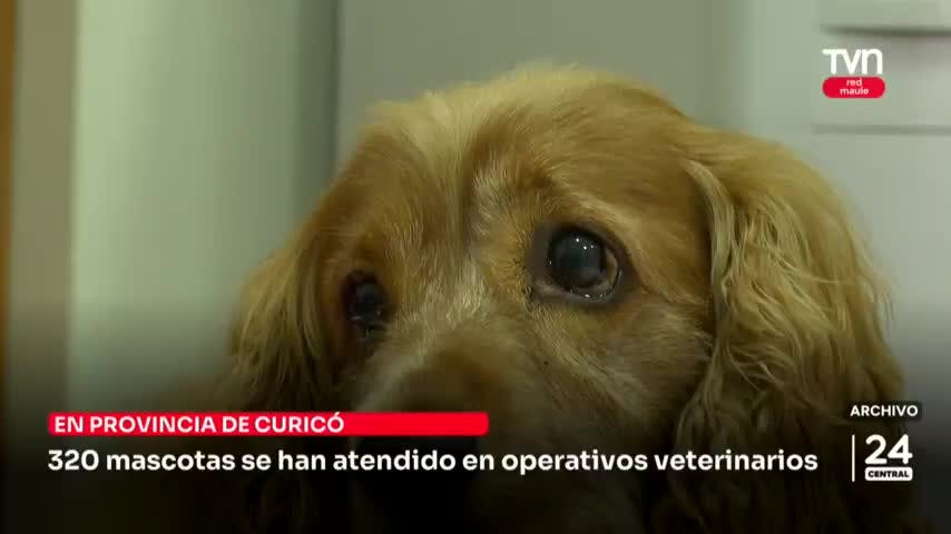 320 mascotas se han atendido en operativos veterinarios