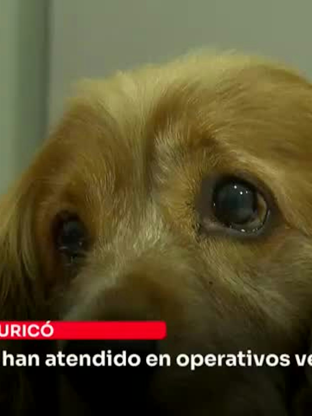 320 mascotas se han atendido en operativos veterinarios