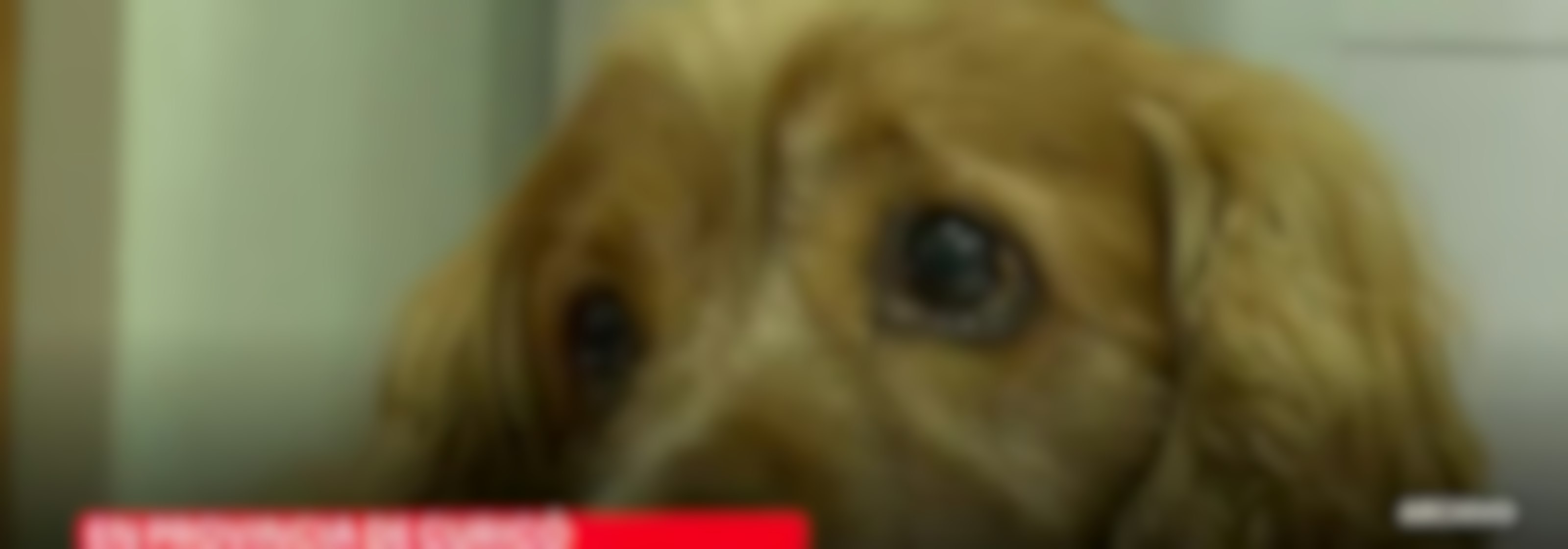 320 mascotas se han atendido en operativos veterinarios