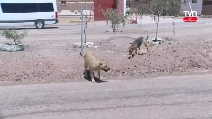 Un nuevo ataque de perros se registro en San Pedro de Atacama.