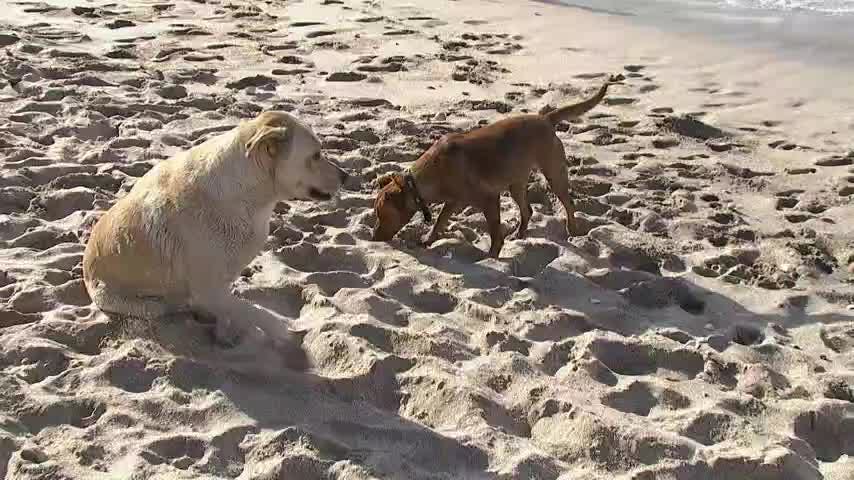 Municipio de San Pedro de Atacama  presenta recurso para eutanasia de perros.