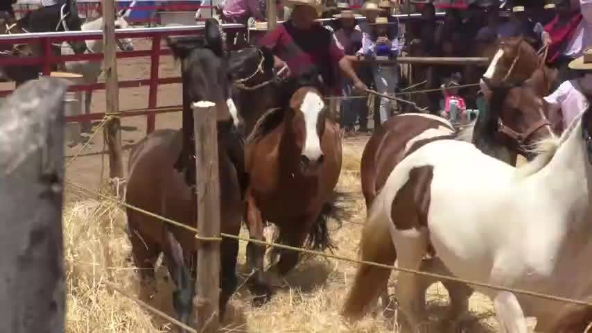 Trilla a yegua suelta en Quillón