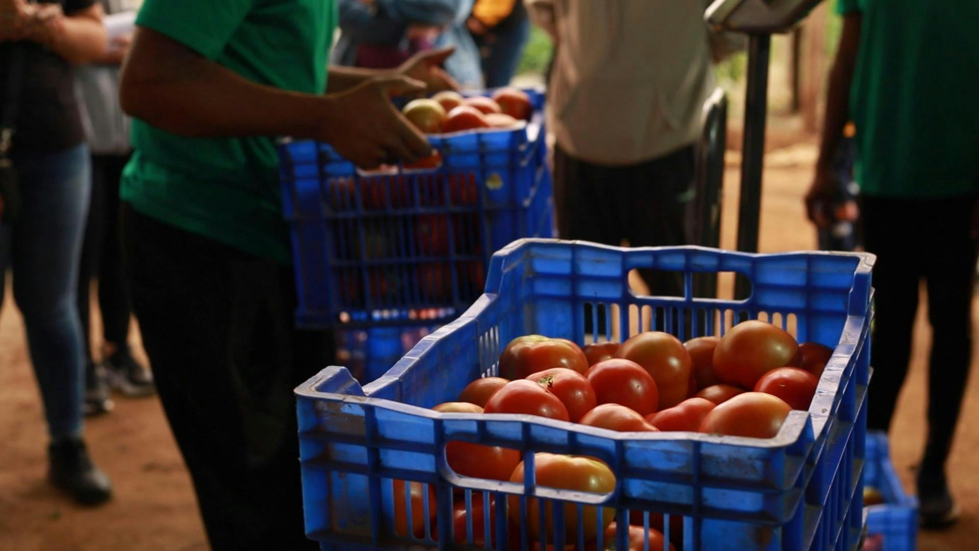 Limache se prepara para una nueva versión del festival del tomate 2024